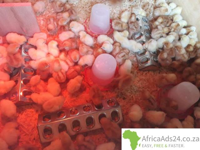 Livestock, Poultry, Frozen Chicken, Ostrich, Pigs & Animal Feed For Sale Whatsapp +27631521991 - 1