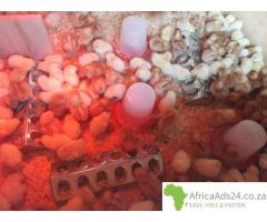 Livestock, Poultry, Frozen Chicken, Ostrich, Pigs & Animal Feed For Sale Whatsapp +27631521991