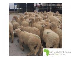 Livestock, Poultry, Frozen Chicken, Ostrich, Pigs & Animal Feed For Sale Whatsapp +27631521991