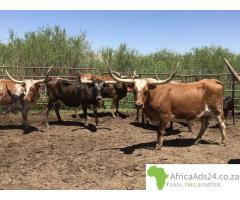 Livestock, Poultry, Frozen Chicken, Ostrich, Pigs & Animal Feed For Sale Whatsapp +27631521991
