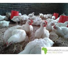 Livestock, Poultry, Frozen Chicken, Ostrich, Pigs & Animal Feed For Sale Whatsapp +27631521991