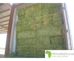 Livestock, Poultry, Frozen Chicken, Ostrich, Pigs & Animal Feed For Sale Whatsapp +27631521991 - 6