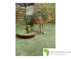 Livestock, Poultry, Frozen Chicken, Ostrich, Pigs & Animal Feed For Sale Whatsapp +27631521991 - 7