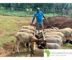 Livestock Wholesale Cattle and Sheep For Sale.