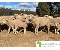 Livestock Wholesale Cattle and Sheep For Sale.
