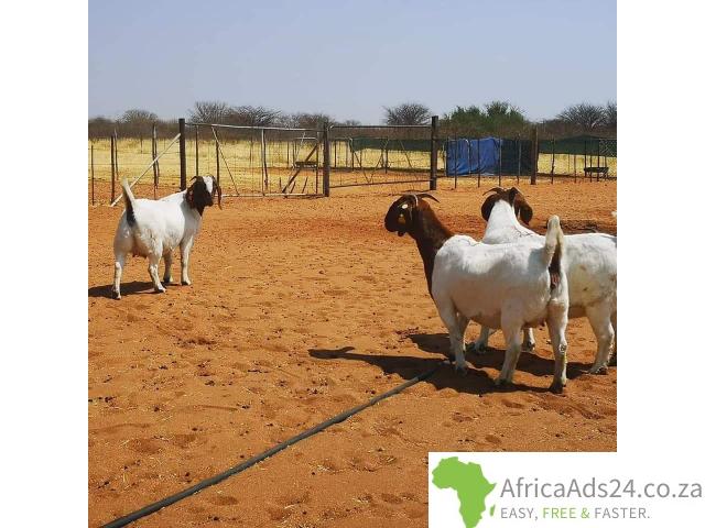 Boer goat and sheep available +27656972773. - 1