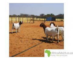 Boer goat and sheep available +27656972773.