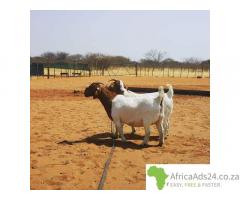 Boer goat and sheep available +27656972773.
