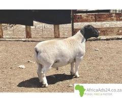 Boer goat and sheep available +27656972773.