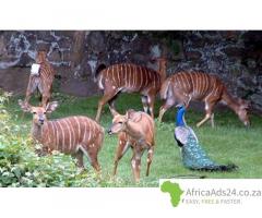 Nyala Ewes and Bulls for sale +27656972773.