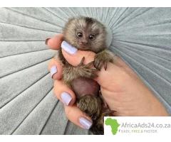 Well trained finger Marmoset monkey