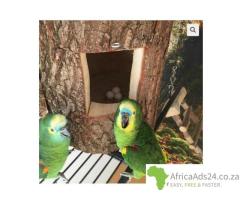 African Grey Parrots and parrots eggs for sale