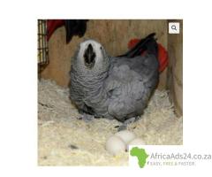 African Grey Parrots and parrots eggs for sale