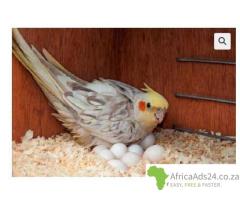 African Grey Parrots and parrots eggs for sale