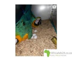 African Grey Parrots and parrots eggs for sale