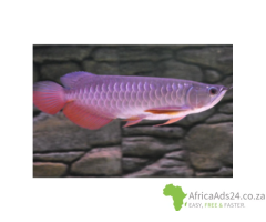 Super red arowana fish and stingray fish for sale