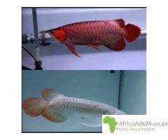 Super red arowana fish and stingray fish for sale