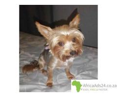???? Yorkie Rescue – Rehome or Adopt a Yorkie in South Africa! ????