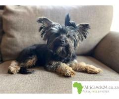 ???? Yorkie Rescue – Rehome or Adopt a Yorkie in South Africa! ????