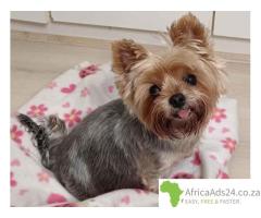 ???? Yorkie Rescue – Rehome or Adopt a Yorkie in South Africa! ????