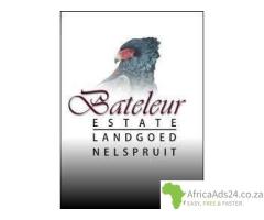 Bateleur Estate