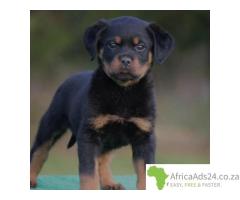 Stunning Rottweiler Puppies