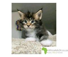 Maine Coon Kittens WhatsApp: +27842597191