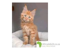 Maine Coon Kittens WhatsApp: +27842597191
