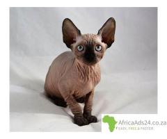 Sphynx Kittens