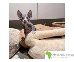 Sphynx Kittens
