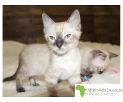 Snow/Silver/Brown/Charcoal Bengal Kittens WhatsApp: +27842597191