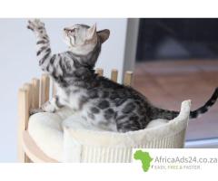Snow/Silver/Brown/Charcoal Bengal Kittens WhatsApp: +27842597191