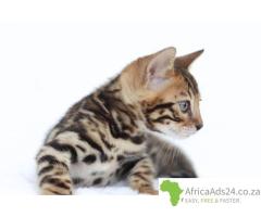 Snow/Silver/Brown/Charcoal Bengal Kittens WhatsApp: +27842597191