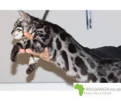 Snow/Silver/Brown/Charcoal Bengal Kittens WhatsApp: +27842597191