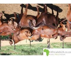 Kalahari goats for sale