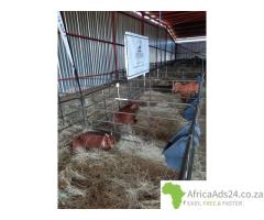 Kalahari goats for sale
