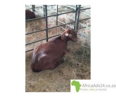 Kalahari goats for sale