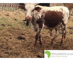 Nguni heifers for sale