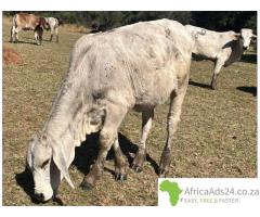 Brahman Cattle for sale