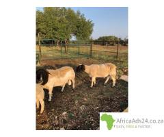 Dorper sheep for sale