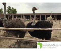 Ostrich for sale