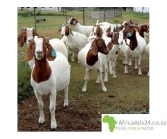 We Are Supplier Of Livestock